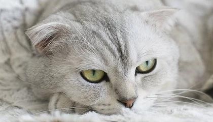 宣威最新的高价找中介取公积金违法吗方法分享(宣威中介取公积金怎么收费教程)