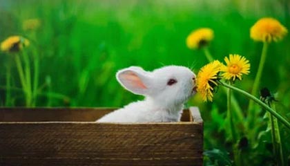 宣威最新的高价找中介取公积金违法吗方法分享(宣威中介取公积金怎么收费教程)